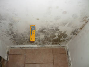 mold on ceiling